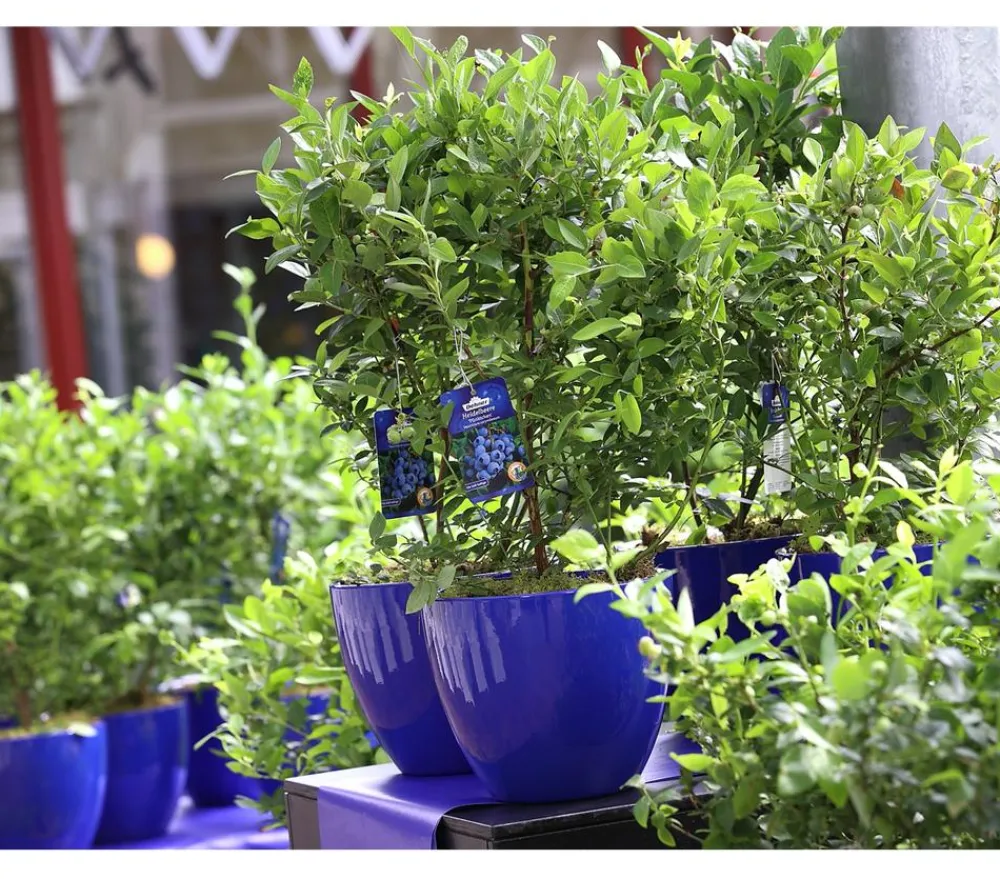 Dehner Heidelbeeren Heidelbeere 'Pünktchen' Blau Sale