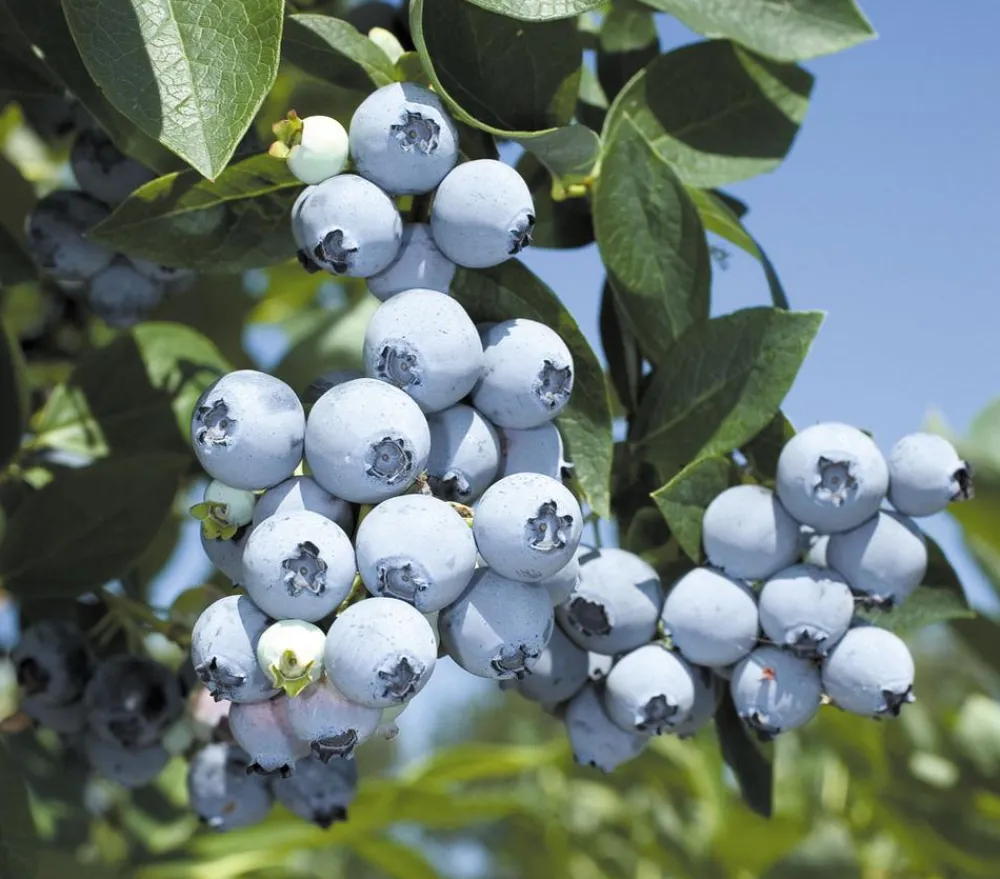 Dehner Heidelbeeren Heidelbeere 'Pünktchen' Blau Sale