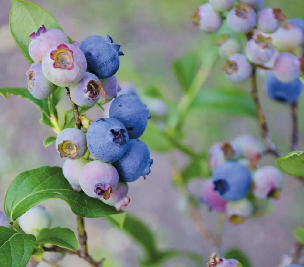 Dehner Heidelbeeren Heidelbeeren|Beerensträucher > Heidelbeere 'Reka®'