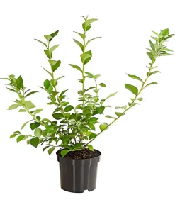 Dehner Heidelbeeren Heidelbeeren|Beerensträucher > Heidelbeere 'Reka®'