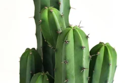 Dehner Heidelbeerkaktus - Myrtillocactus geometrizans Best