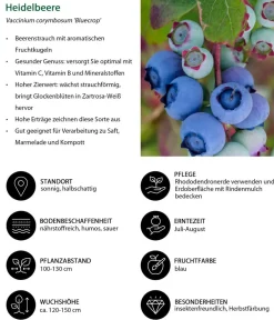 Dehner Heidelbeeren Beeren-Sets|Heidelbeeren > Heidelbeer-Set Blaubeer-Genuss, 3-teilig