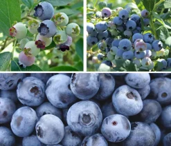 Dehner Heidelbeeren Beeren-Sets|Heidelbeeren > Heidelbeer-Set Blaubeer-Genuss, 3-teilig