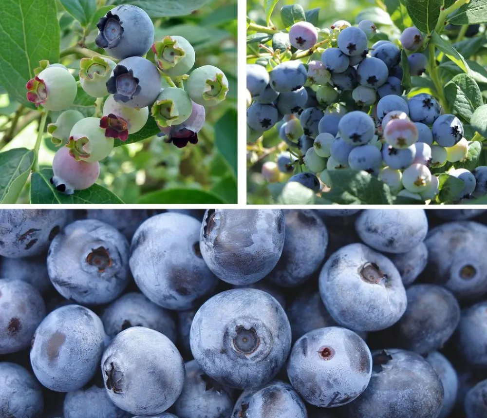 Dehner Heidelbeeren Beeren-Sets|Heidelbeeren > Heidelbeer-Set Blaubeer-Genuss, 3-teilig