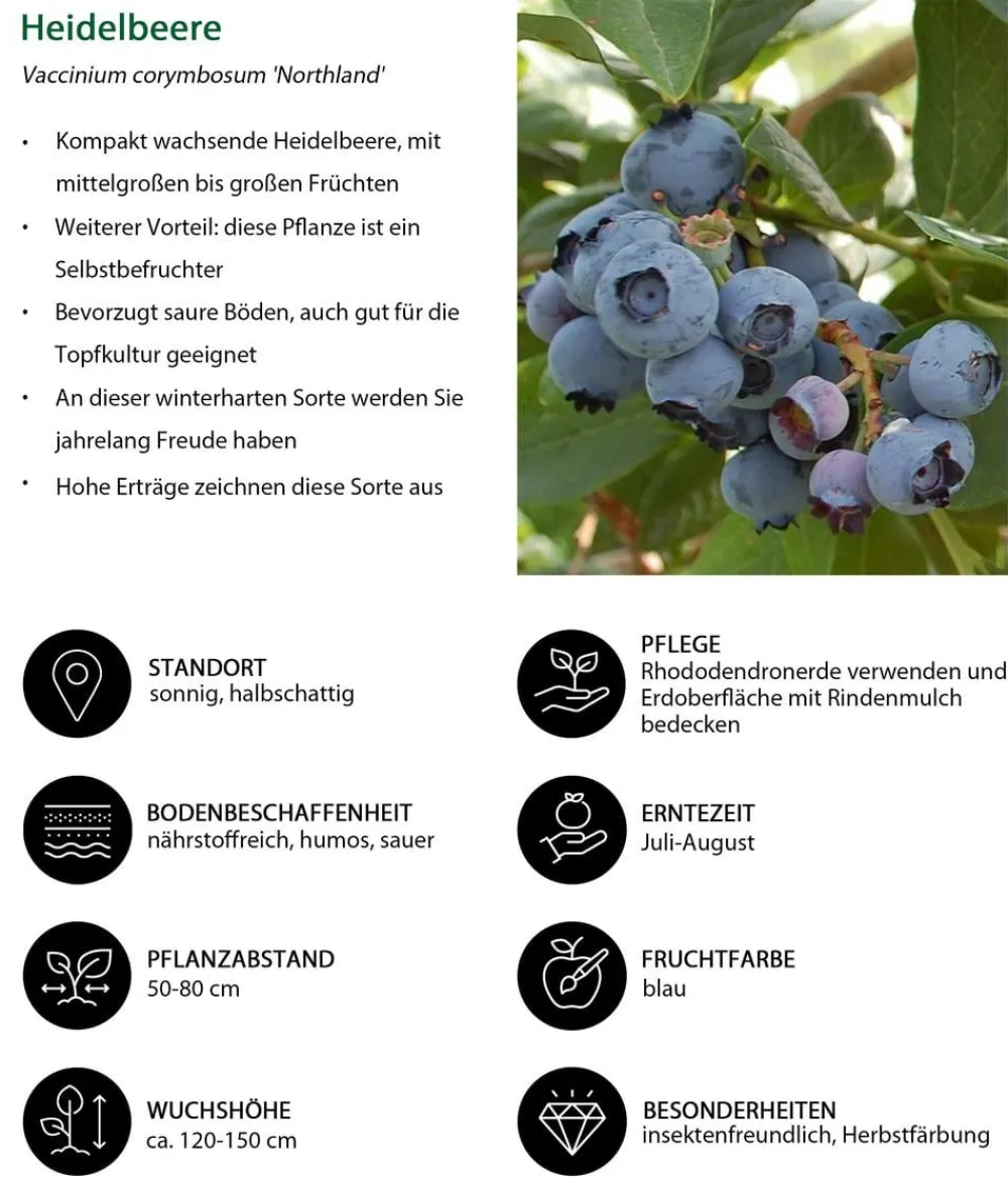 Dehner Heidelbeeren Beeren-Sets|Heidelbeeren > Heidelbeer-Set Blaubeer-Genuss, 3-teilig