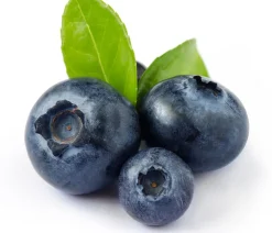 Dehner Heidelbeeren Beeren-Sets|Heidelbeeren - Heidelbeer-Set Blaubeer-Liebe, 4-teilig Dunkelblau