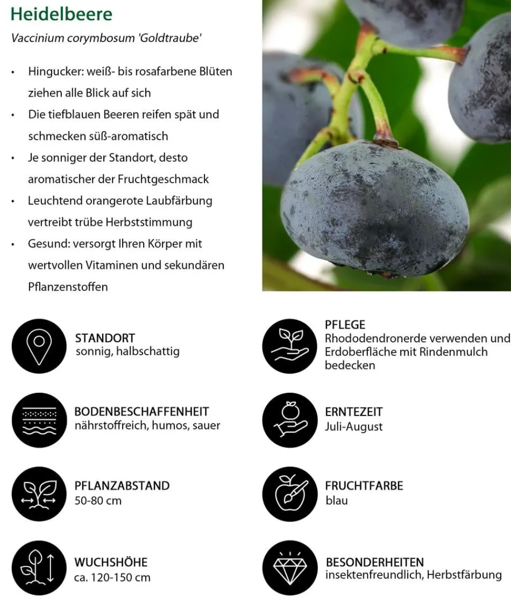 Dehner Heidelbeeren Beeren-Sets|Heidelbeeren - Heidelbeer-Set Blaubeer-Liebe, 4-teilig Dunkelblau