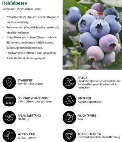 Dehner Heidelbeeren Beeren-Sets|Heidelbeeren - Heidelbeer-Set Blaubeer-Liebe, 4-teilig Dunkelblau