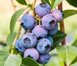 Dehner Heidelbeeren Beeren-Sets|Heidelbeeren - Heidelbeer-Set Blaubeer-Liebe, 4-teilig Dunkelblau
