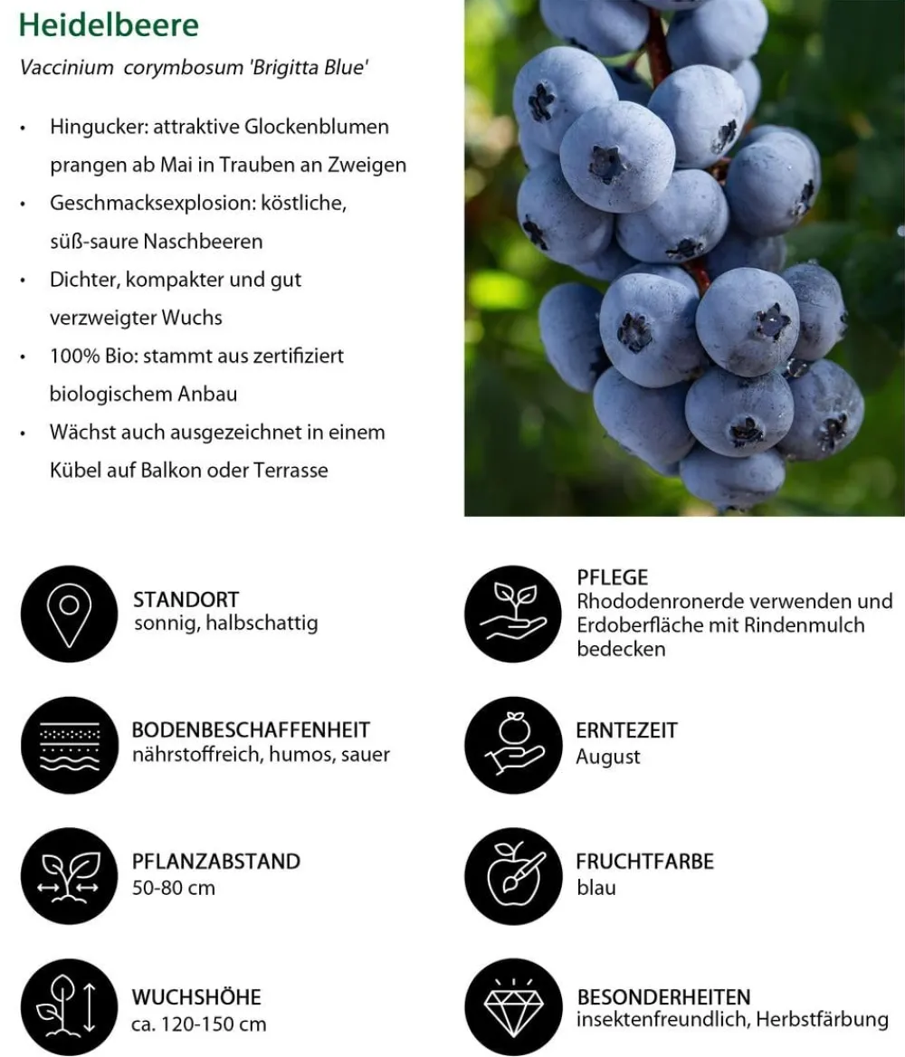 Dehner Heidelbeeren Beeren-Sets|Heidelbeeren - Heidelbeer-Set Blaubeer-Liebe, 4-teilig Dunkelblau