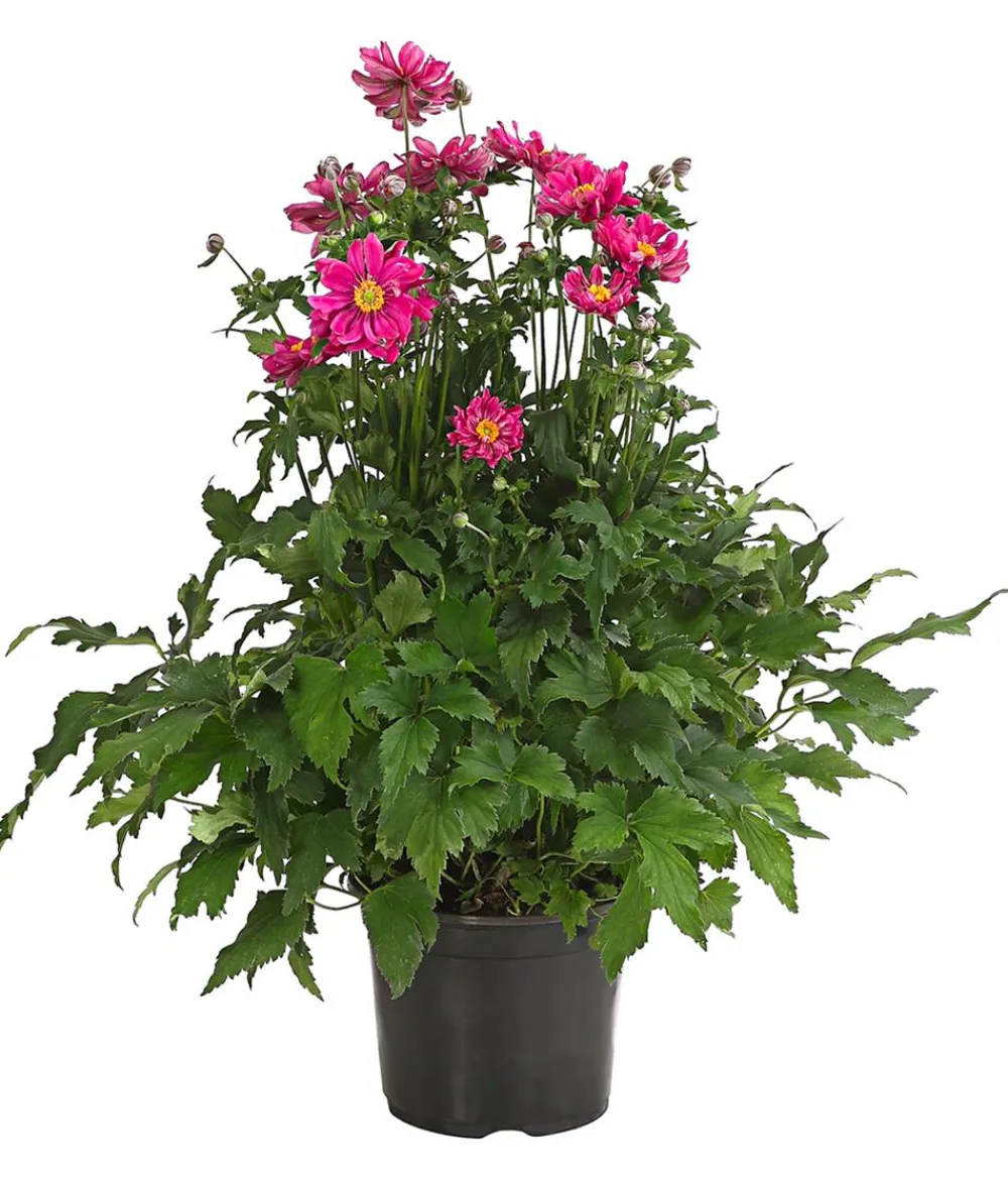 Dehner Sommerstauden > Herbst-Anemone, verschiedene Sorten