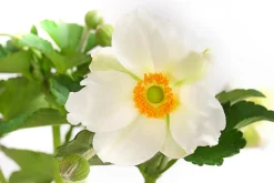Dehner Herbst-Anemone, verschiedene Sorten Hot