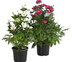 Dehner Herbst-Anemone, verschiedene Sorten Hot
