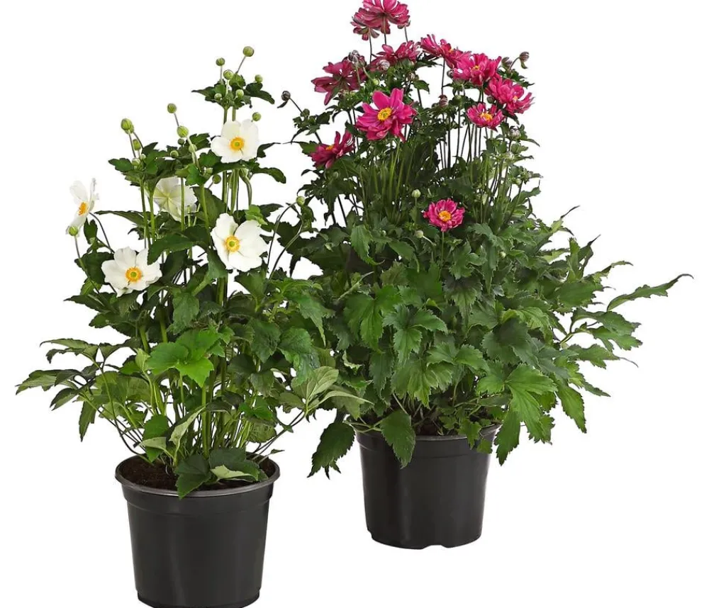 Dehner Herbst-Anemone, verschiedene Sorten Hot