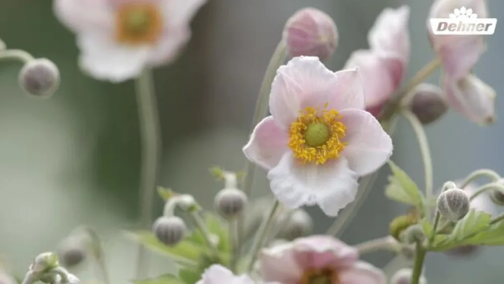 Dehner Herbst-Anemone, verschiedene Sorten Hot