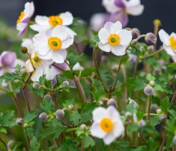 Dehner Herbst-Anemone, verschiedene Sorten Hot