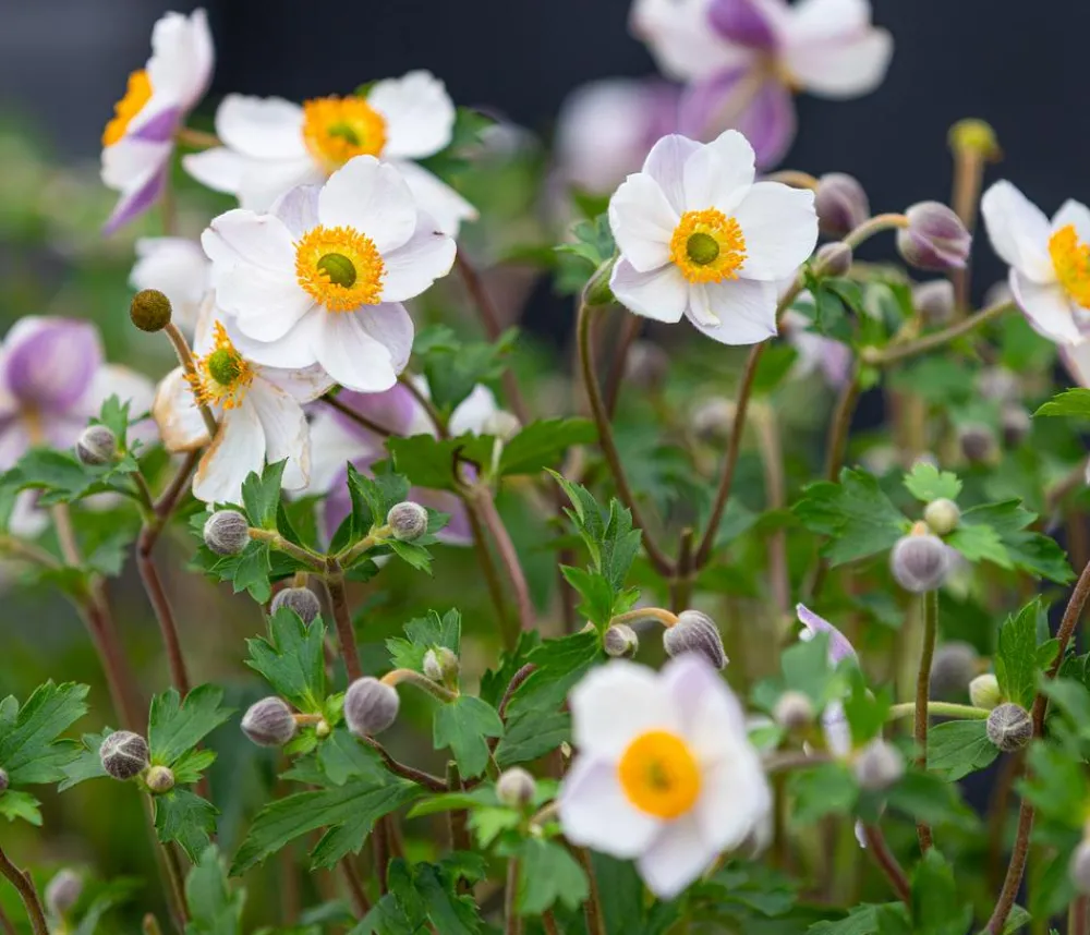 Dehner Herbst-Anemone, verschiedene Sorten Hot