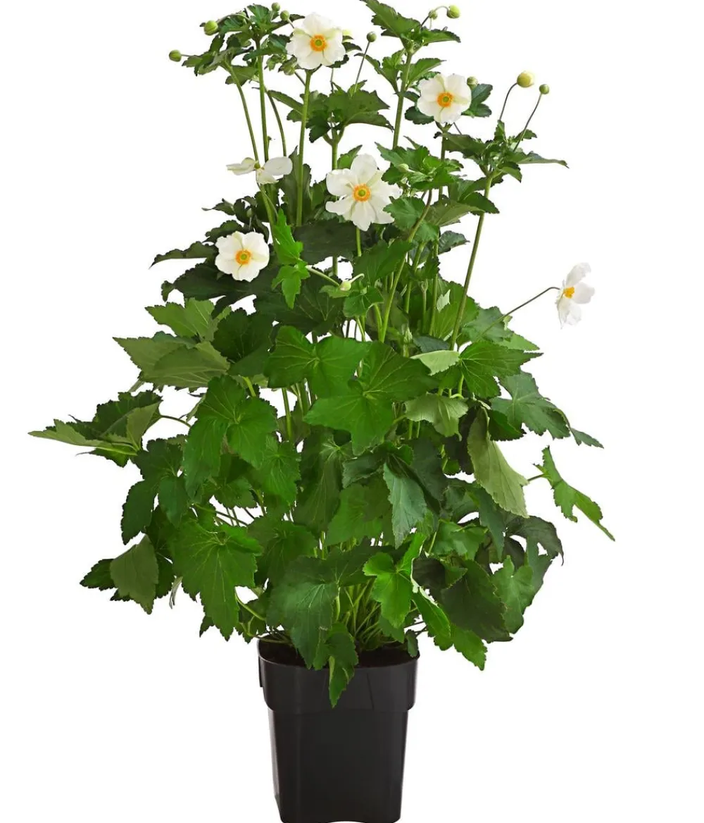 Dehner Herbst-Anemone, verschiedene Sorten Hot