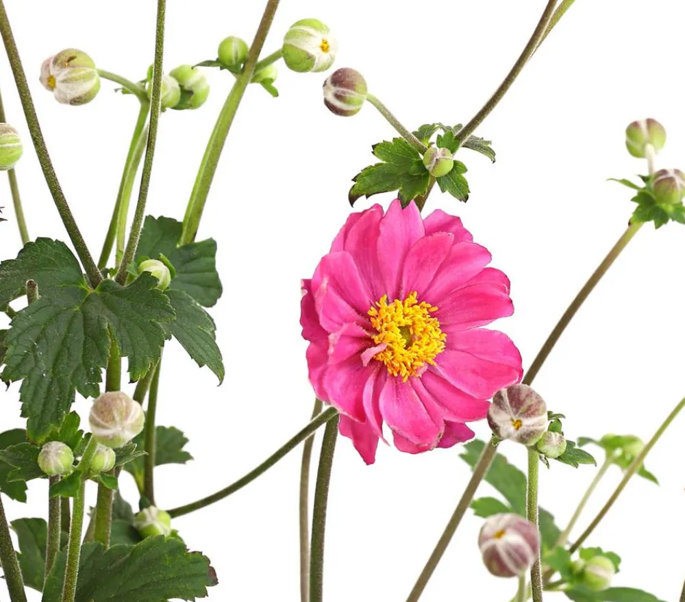 Dehner Sommerstauden - Herbst-Anemone, verschiedene Sorten