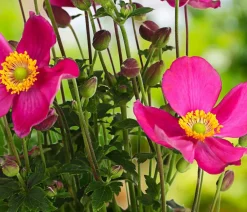 Dehner Sommerstauden - Herbst-Anemone, verschiedene Sorten