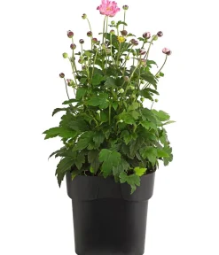 Dehner Sommerstauden - Herbst-Anemone, verschiedene Sorten