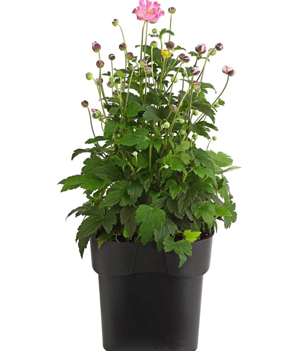 Dehner Sommerstauden - Herbst-Anemone, verschiedene Sorten