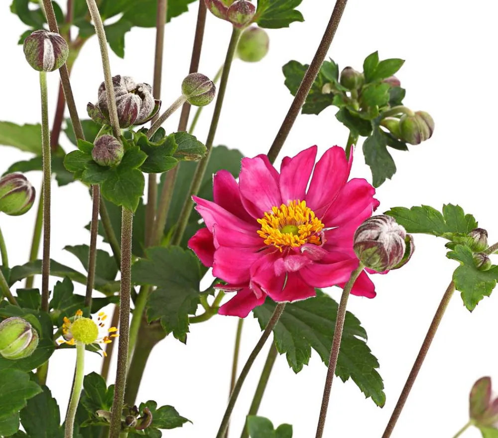 Dehner Sommerstauden - Herbst-Anemone, verschiedene Sorten