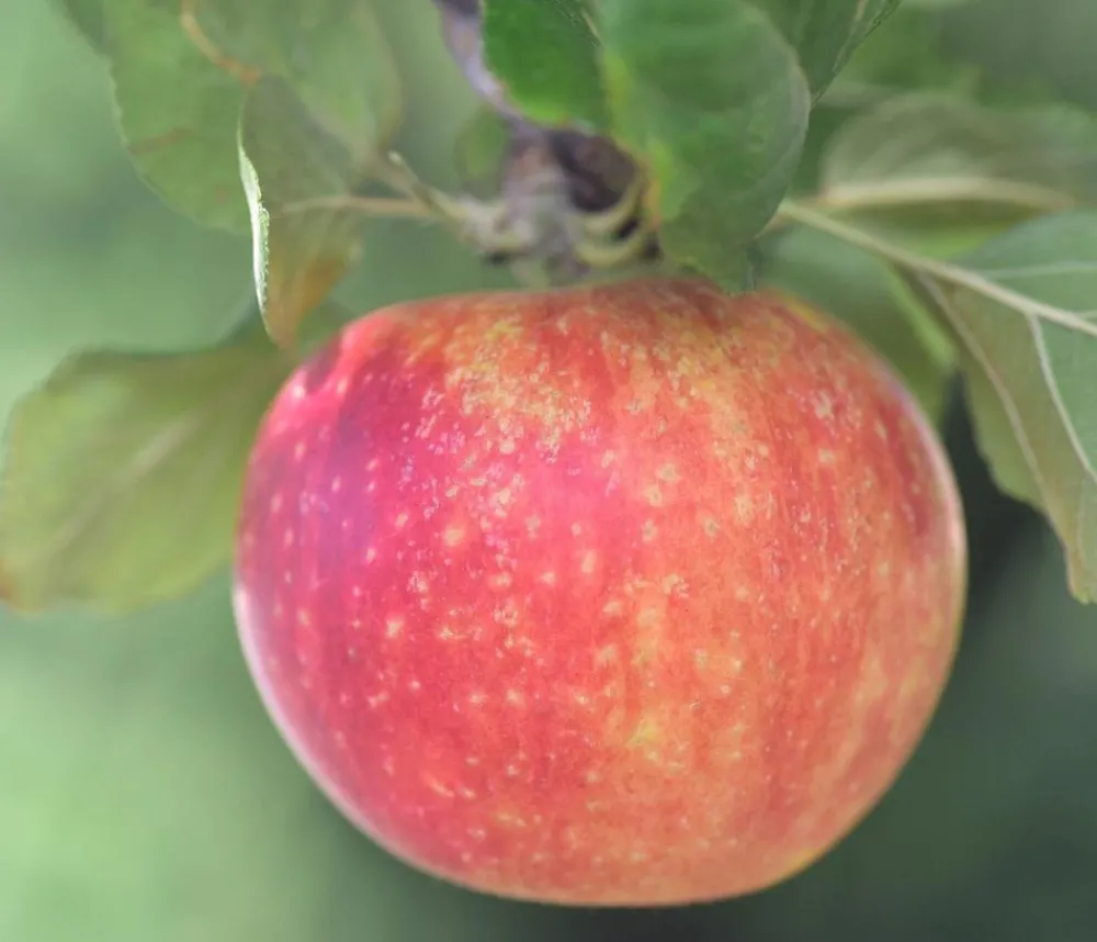 Dehner Herbstapfel 'Alkmene' Rot Online