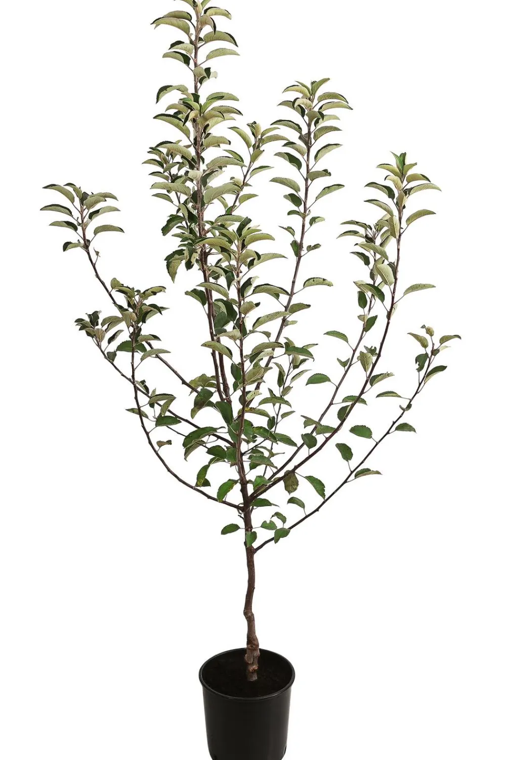 Dehner Obstbäume|Birnen- & Apfelbäume - Herbstapfel 'Braeburn'