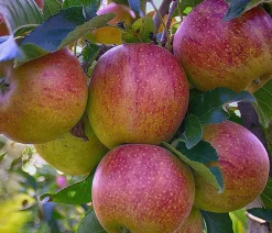 Dehner Obstbäume|Birnen- & Apfelbäume - Herbstapfel 'Braeburn'