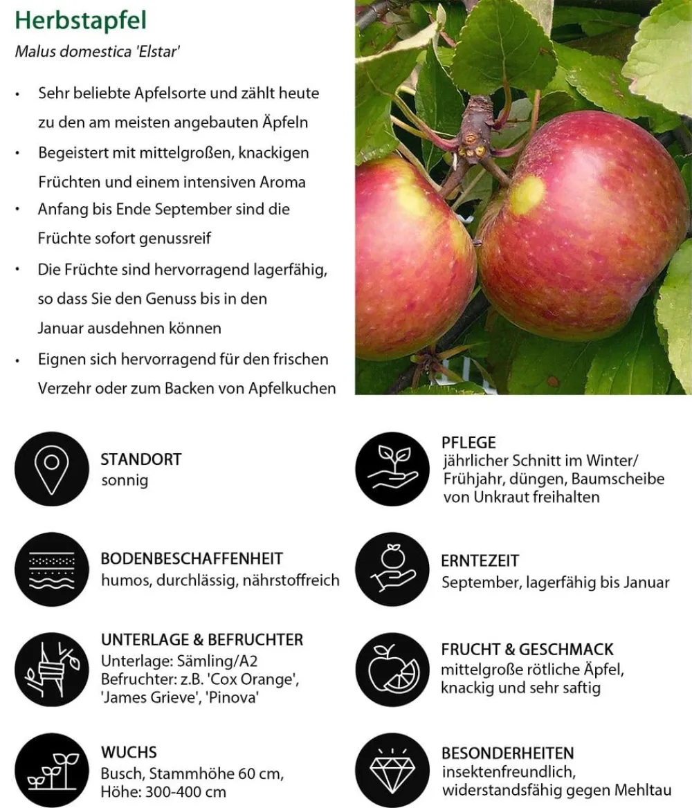 Dehner Obstbäume|Birnen- & Apfelbäume > Herbstapfel 'Elstar'