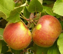 Dehner Obstbäume|Birnen- & Apfelbäume > Herbstapfel 'Elstar'
