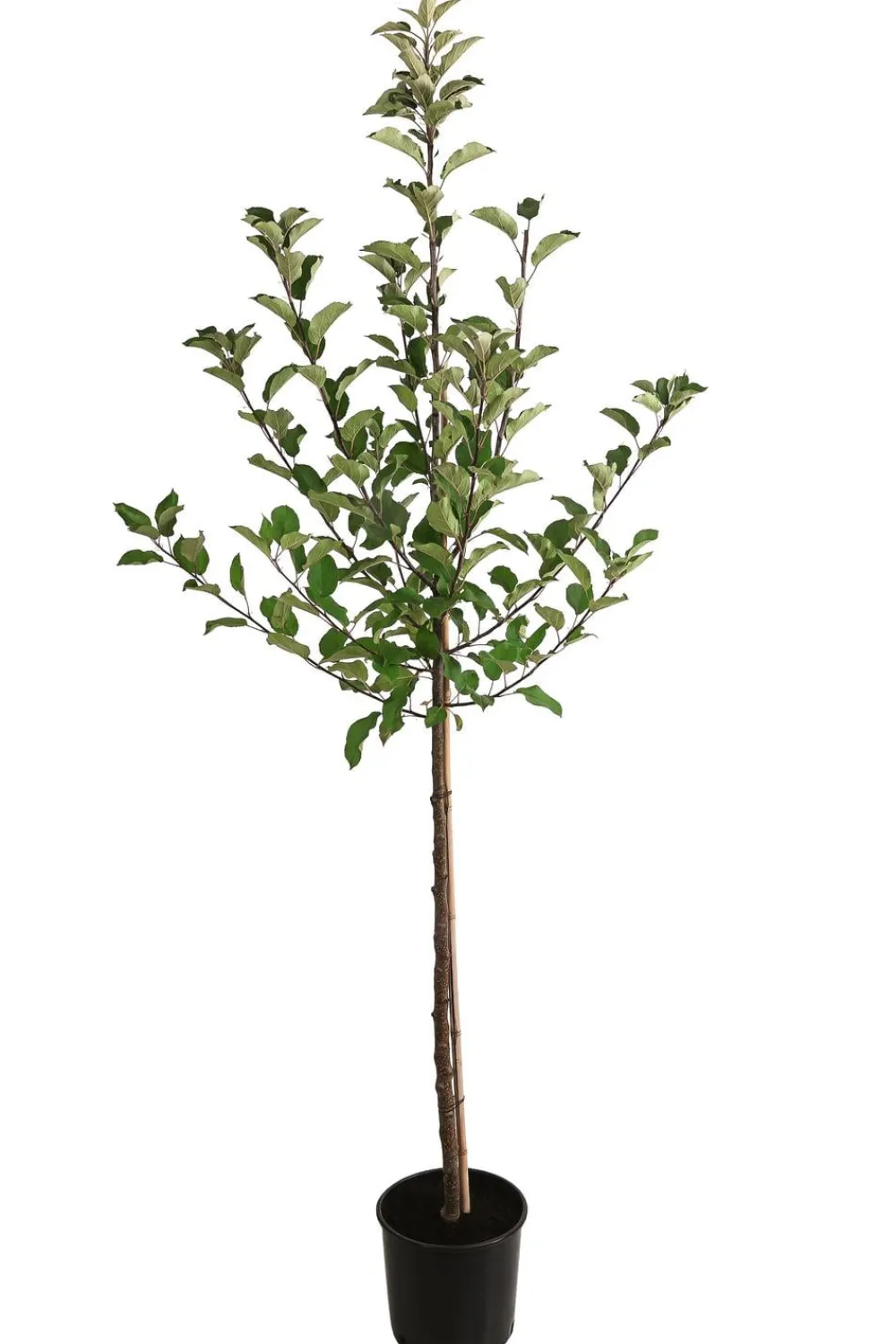 Dehner Obstbäume|Birnen- & Apfelbäume > Herbstapfel 'Elstar'