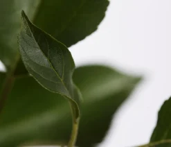 Dehner Obstbäume|Birnen- & Apfelbäume > Herbstapfel 'Gala'