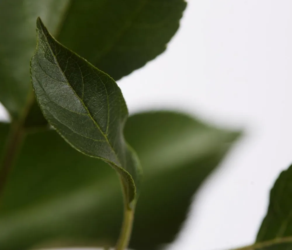 Dehner Obstbäume|Birnen- & Apfelbäume > Herbstapfel 'Gala'
