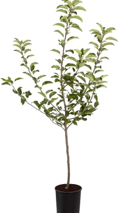 Dehner Obstbäume|Birnen- & Apfelbäume > Herbstapfel 'Gala'