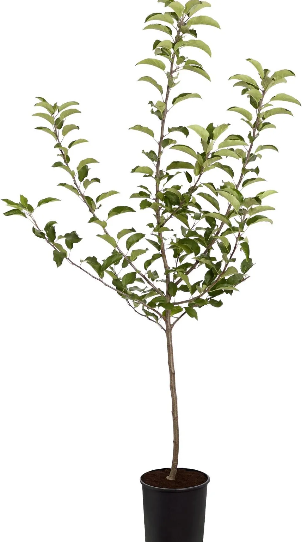Dehner Obstbäume|Birnen- & Apfelbäume > Herbstapfel 'Gala'