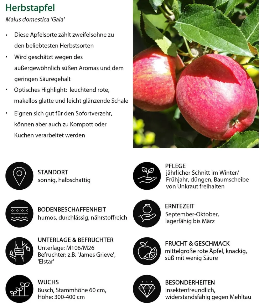 Dehner Obstbäume|Birnen- & Apfelbäume > Herbstapfel 'Gala'