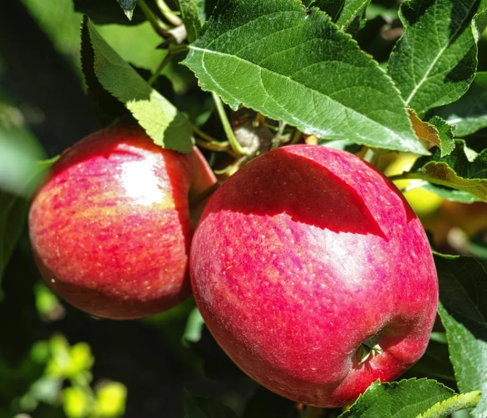 Dehner Obstbäume|Birnen- & Apfelbäume > Herbstapfel 'Gala'