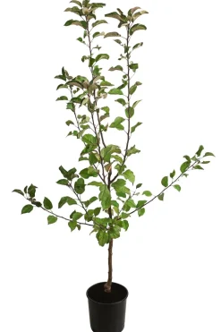 Dehner Herbstapfel 'Gerlinde' Rot