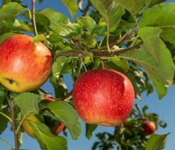 Dehner Herbstapfel 'Gerlinde' Rot