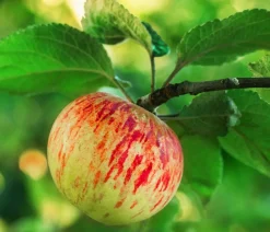 Dehner Herbstapfel 'Gravensteiner' Rot Sale