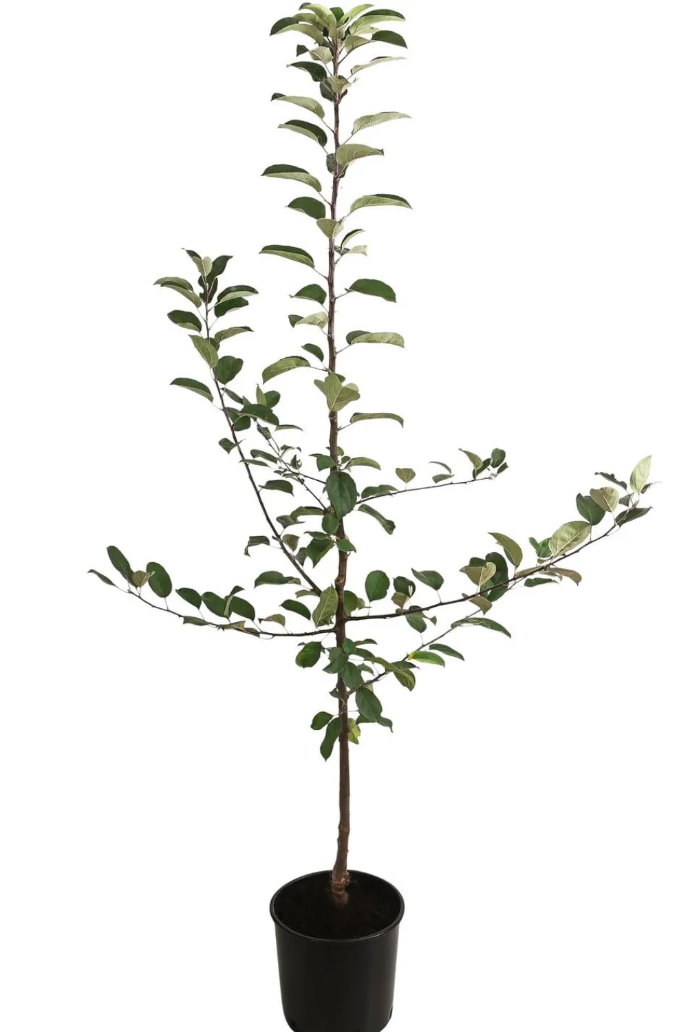 Dehner Herbstapfel 'Gravensteiner' Rot Sale