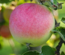 Dehner Herbstapfel 'Jakob Fischer' Hot