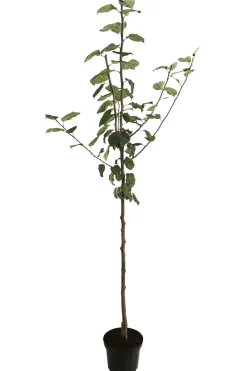 Dehner Herbstapfel 'Jakob Fischer' Hot