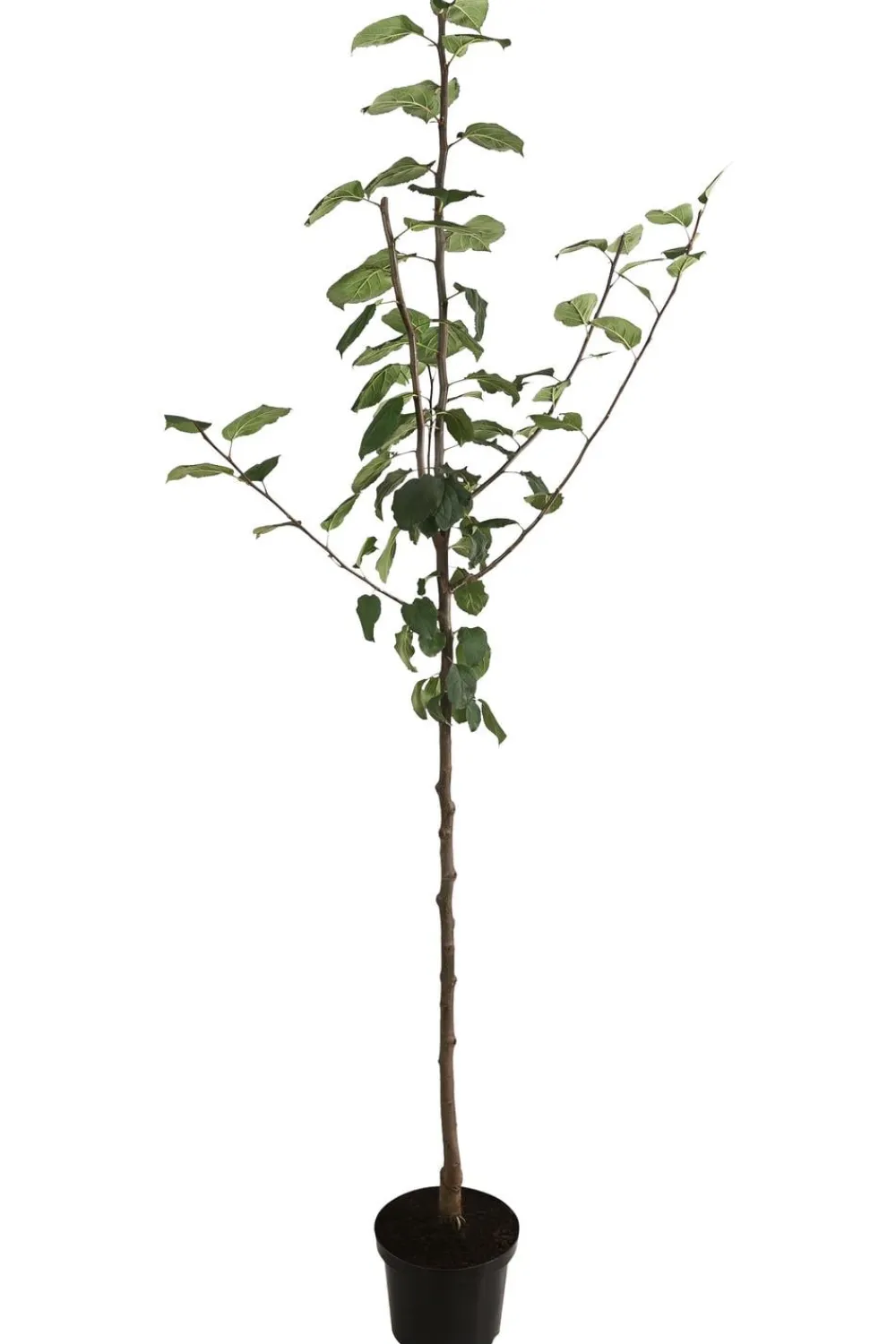 Dehner Herbstapfel 'Jakob Fischer' Hot