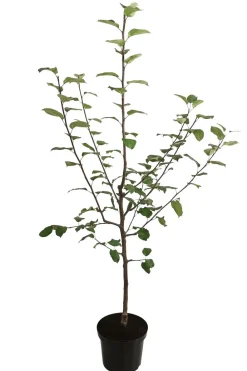 Dehner Obstbäume|Birnen- & Apfelbäume - Herbstapfel 'Jakob Fischer'