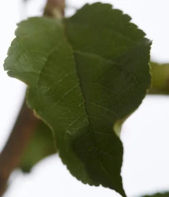 Dehner Obstbäume|Birnen- & Apfelbäume - Herbstapfel 'Rebella' Rot