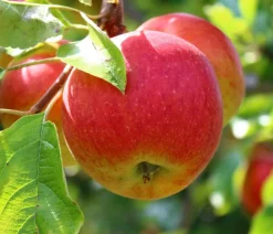 Dehner Obstbäume|Birnen- & Apfelbäume - Herbstapfel 'Rebella' Rot
