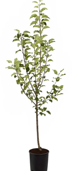 Dehner Obstbäume|Birnen- & Apfelbäume - Herbstapfel 'Rubinola' Rot